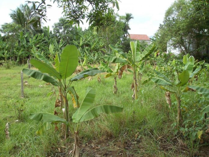chuyển đổi đất vườn lên thổ cư